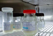 Reconocen a donadoras de leche materna