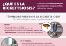 Sigue estas recomendaciones para prevenir la rickettsiosis