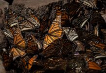Se espera medio millón de visitantes en santuarios de la Monarca