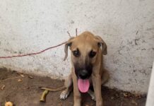 Rescata Fiscalía General a un ejemplar canino en condiciones de maltrato animal